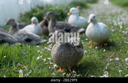 Chiama anatre alla Hillside Farm, Bryher Foto Stock