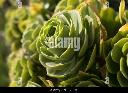 Aeonium arboretum, una varietà di succulente subtropicale, su Tresco, Isole di Scilly Foto Stock