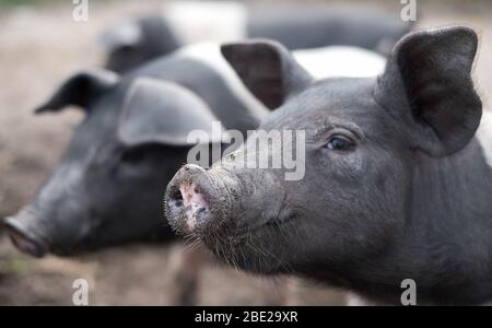 I maialini di saddleback a Hillside Farm, Bryher, Isles of Scilly Foto Stock