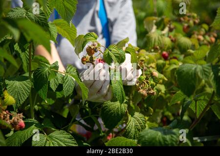 Raccolta lamponi. Mani del lavoratore in guanti di lattice. Foto Stock