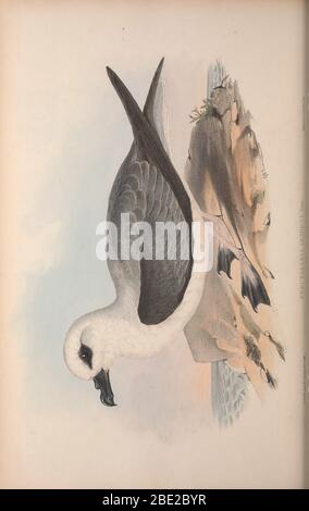 Gli uccelli dell'Australia di John Gould Foto Stock