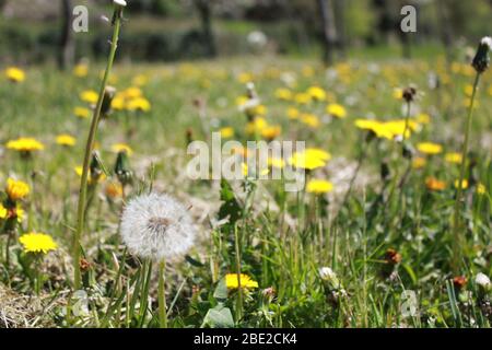 Dente di leone in un campo con orologio dente di leone Foto Stock