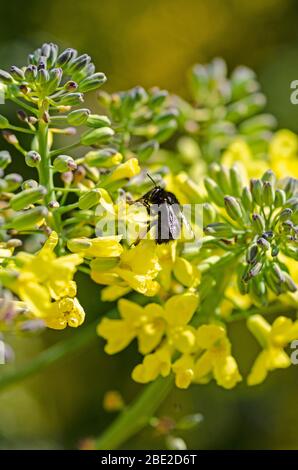 ape su fiori cavolfiore Foto Stock