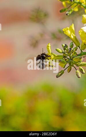 ape su fiori cavolfiore Foto Stock