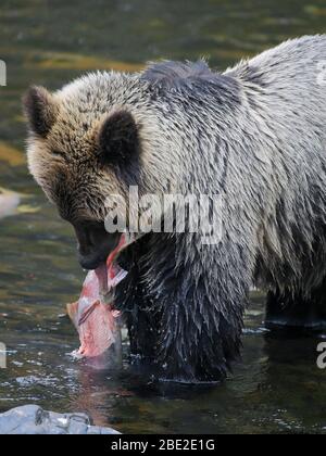 Giovane orso Grizzly nel fiume, mangiare un salmone scockee. Foto Stock