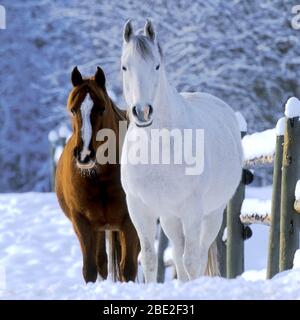 Cavalli arabi, zare bianche e cesnoci che si erigono nella neve, Foto Stock