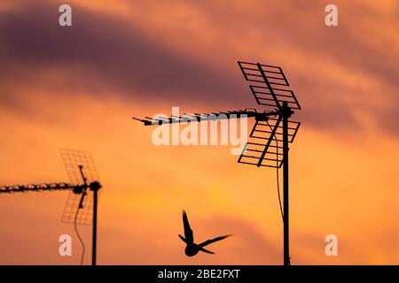 Piccione che vola con le antenne sul fondo la sera. Silhouette di un uccello che vola con le antenne di una casa di città la sera. Foto Stock