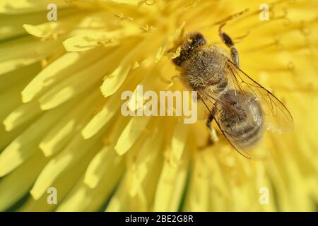 Primo piano ape miele (API) con polline su un giallo dente di leone fiore raccolta nettare Foto Stock