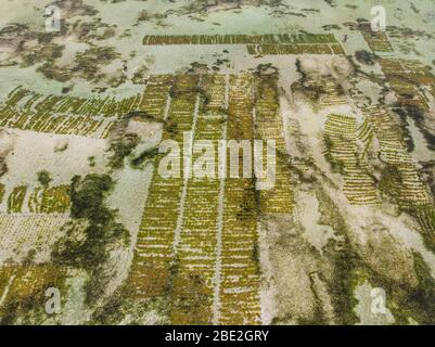 Foto aerea di piantagione di alghe sottomarina. Jambiani, Zanzibar, Tanzania. Foto Stock