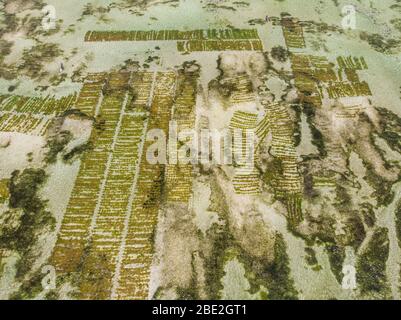 Foto aerea di piantagione di alghe sottomarina. Jambiani, Zanzibar, Tanzania. Foto Stock