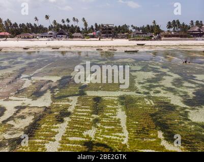Foto aerea di piantagione di alghe sottomarina. Jambiani, Zanzibar, Tanzania. Foto Stock
