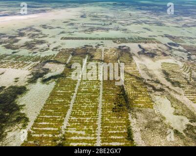 Foto aerea di piantagione di alghe sottomarina. Jambiani, Zanzibar, Tanzania. Foto Stock