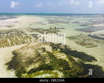 Foto aerea di piantagione di alghe sottomarina. Jambiani, Zanzibar, Tanzania. Foto Stock
