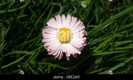 Fiori daisy in erba verde. Foto Stock