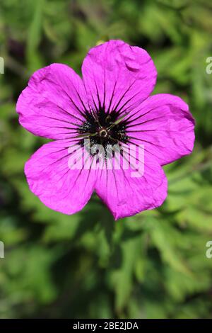 Geranio Patricia - un ibrido sterile tra Geranium endressii e Geranium psilostemon Foto Stock