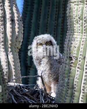 Grande gufo cornuto che si sprofonda fuori di esso è nido in un cactus saguaro Foto Stock