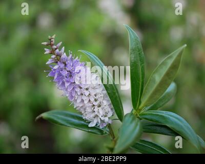 Hebe Great Orme primo piano di piante che mostrano fiori e foglie lucide isolate contro uno sfondo di fogliame sfocato Foto Stock