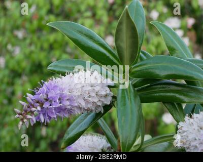 Hebe Great Orme primo piano di piante che mostrano fiori e foglie lucide isolate contro uno sfondo di fogliame sfocato Foto Stock