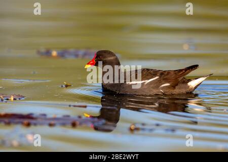 Comune moorhen (Gallinula cloropus) nuoto su un lago in prima luce del mattino. Foto Stock