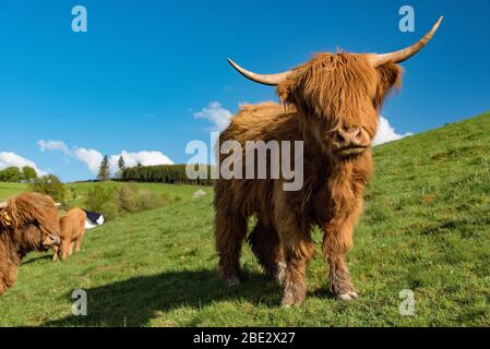 bestiame su prato in sauerland, germania Foto Stock