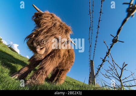 bestiame su prato in sauerland, germania Foto Stock