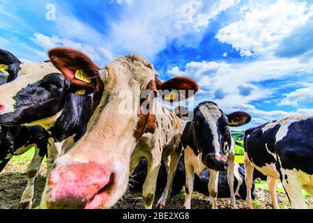 bestiame su prato in sauerland, germania Foto Stock