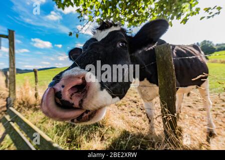 bestiame su prato in sauerland, germania Foto Stock