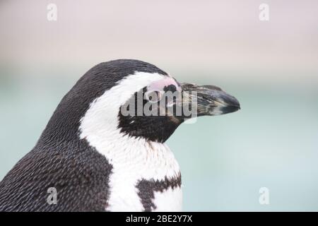 Humboldt pinguino (Sfeniscus humboldti) visto dal lato Humboldt-Pinguin (Sfeniscus humboldti) von der Seite gesehen Foto Stock