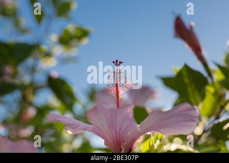 Ibisco rosa Rosa-Sinensis: splendida fioritura delle piante Foto Stock