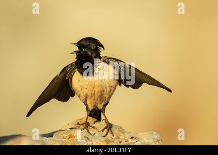 Una Rosy Starling (roseo Pastore) che si esibiva in una cava di pietra cercando di attirare un compagno Foto Stock