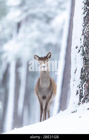 Un cervo rosso femmina (Cervus elephus) nella foresta innevata dei Cairngorms, Highlands scozzesi, Scozia Foto Stock