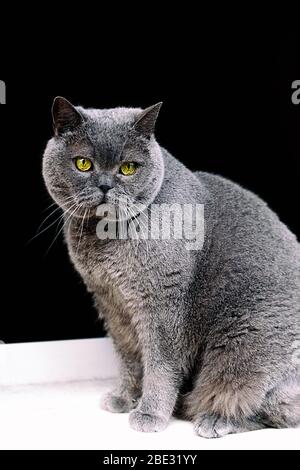 bellezza british shorthair cat Foto Stock