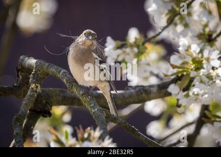 Munsterland, NRW, Germania. 11 Aprile 2020. Un comune chaffinch femminile (Coelebs Fringilla) raccoglie i materiali nidificanti da un albero di ciliegio fiorente nel caldo sole del fine settimana di Pasqua. Credit: Imageplotter/Alamy Live News Foto Stock