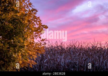 Tramonto d'autunno sul campo di mais Foto Stock