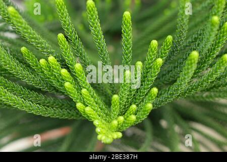 Ramo verde vivo di un albero di Natale (Araucaria), albero di conifere sempreverde. Foto Stock