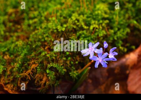 Fiore naturale di scilla con vibranti microgreens muschio su uno sfondo. Blu genziana su un colore verde. Foto Stock