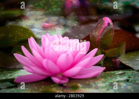 Un giglio d'acqua rosa in piena fioritura con un grande bocciolo sullo sfondo. Una bella fioritura di rosa tenue Foto Stock