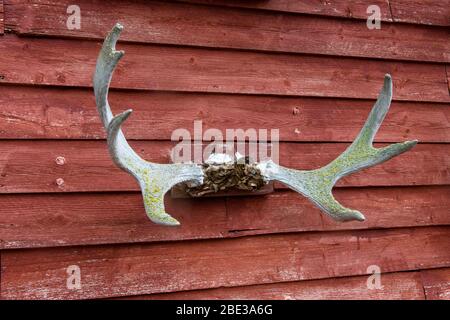 Canadian Maritimes, Terranova. Gros Morne National Park, Norris Point. Foto Stock