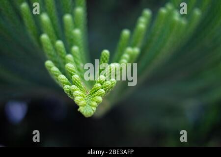 Verde foglie di un pino norfolk (Araucaria), sempreverde conifere. Foto Stock