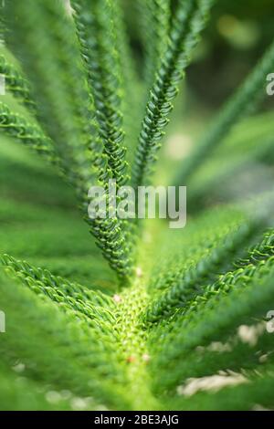 Evergreen conifere - pino norfolk (Araucaria), dettaglio. Foto Stock