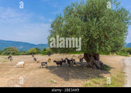 Un allevamento di capre sta pascolo e riposando sotto un ulivo nelle campagne della Cefalonia Grecia Foto Stock