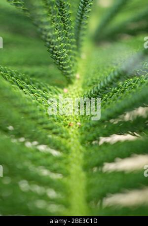 Stagione di Natale, ramo verde di un pino norfolk (Araucaria), albero di conifere sempreverde. Foto Stock