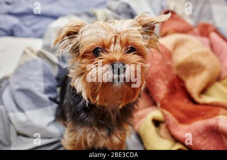 Bella yorkshire terrier sul letto in attesa di giocare Foto Stock