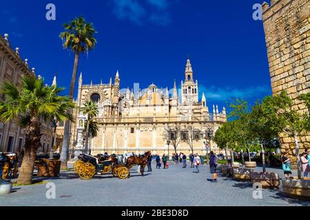 Vista di Plaza del Triunfo con la Cattedrale di Siviglia e carrozze a cavallo, Siviglia, Andalusia, Spagna Foto Stock