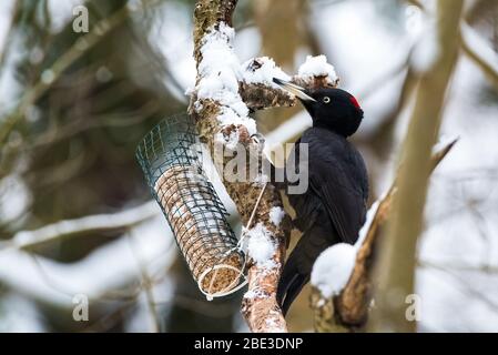 Il picchio nero Dryocopus martius sul tronco dell'albero. Picchio nero sull'alimentatore di uccelli. Foto Stock