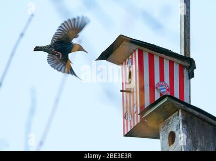 Marktoberdorf, Germania. 11 Aprile 2020. Marktoberdorf, Germania, 11 aprile 2020. Una stella (Sturnus vulgaris) razze in una scatola di stelle con il disegno del Bayern Monaco di Baviera del FC durante la stagione di riproduzione il 07 aprile 2020 a Marktoberdorf, Germania. Credit: Peter Schatz/Alamy Live News Foto Stock