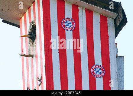 Marktoberdorf, Germania. 11 Aprile 2020. Marktoberdorf, Germania, 11 aprile 2020. Una stella (Sturnus vulgaris) razze in una scatola di stelle con il disegno del Bayern Monaco di Baviera del FC durante la stagione di riproduzione il 07 aprile 2020 a Marktoberdorf, Germania. Credit: Peter Schatz/Alamy Live News Foto Stock