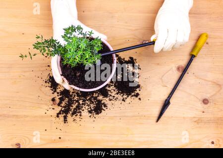 Giardinaggio domestico. Mani con guanti piantarono il timo in un vaso di terra. Foto Stock