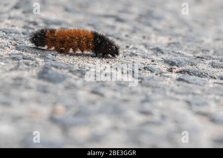 Un bell'orso giallo arancione e nero caterpillar Foto Stock