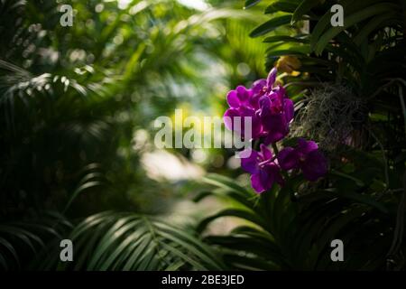 Detail of a purple orchid, photographed against a lush green, layered backdrop of tropical leaves. Foto Stock